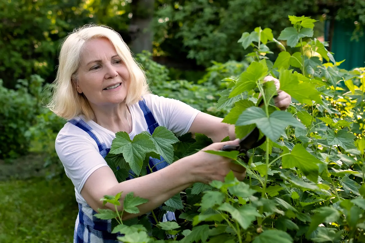 woman gardening, trimming